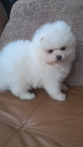 Lulu