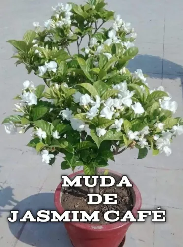 Mudas de plantas com flores jasmim café buganvília vermelha e branca