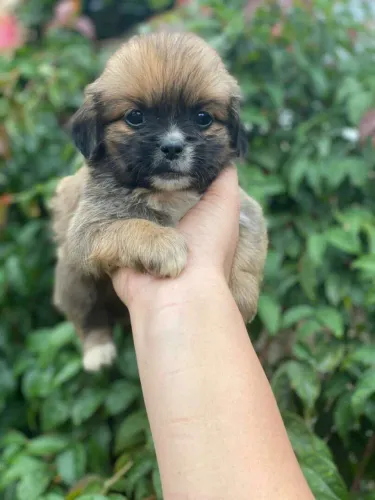 Filhote shih tzu, Leve para casa um novo motivo para sorrir todos os dias!