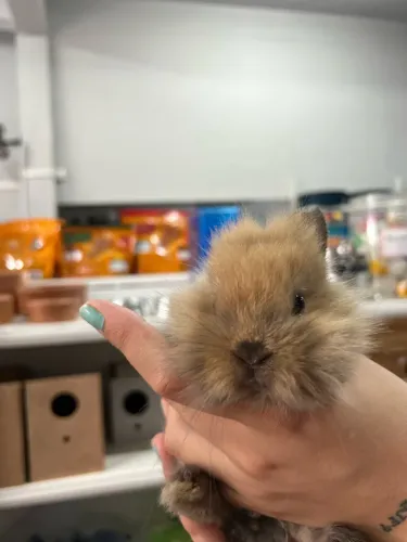 Vendo coelho anão