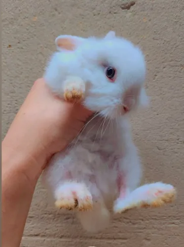 Mini Coelhos