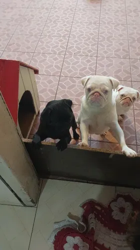 Vendo pugs fêmeas