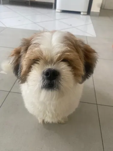 Shih Tzu para doação (1 ano e 3 meses)