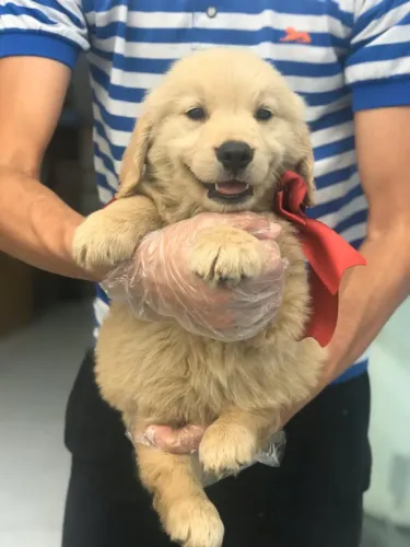 Golden Retriever machinho vacinado