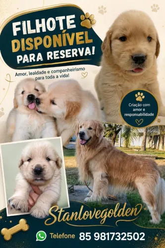 Golden retriever reserva