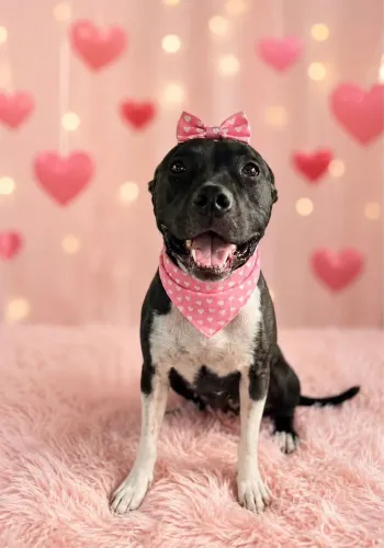 Pit Bull fêmea para adoção