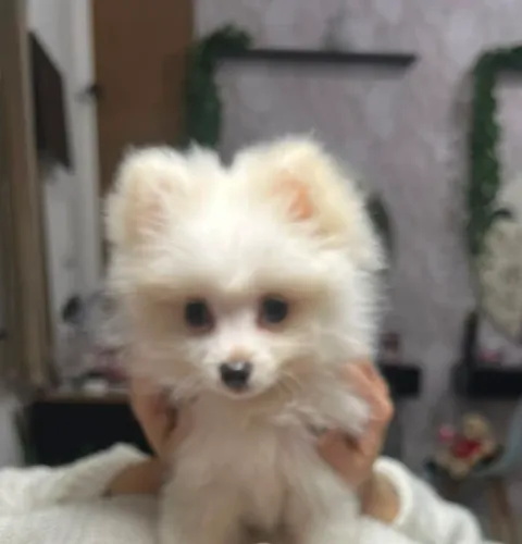 Spitz alemão