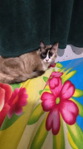 Estou doando essa gatinha carinhosa, e amorosa ela é pior que criança por que vou me mudar