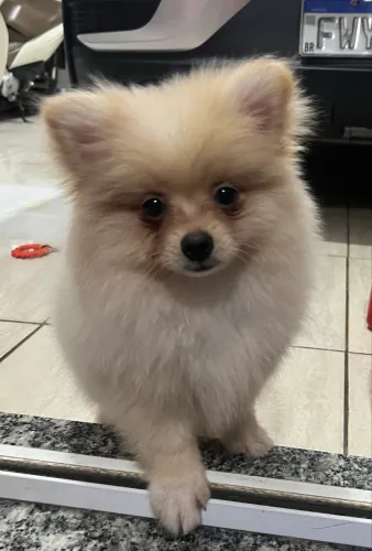 Spitz alemão 