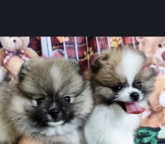 Lulu da pomerania ?¿ garanta o seu dog hoje 