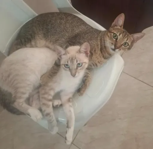 Adoção de dois gatinhos machos