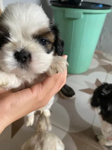 Somente 1 Filhote de shih tzu macho 