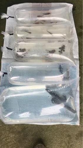 / tambaqui / tilápia / pirarucu / outras / especies / bolsões