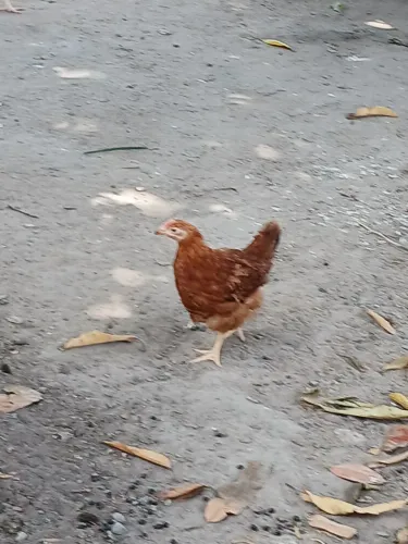 Franguinhas Embrapa 051