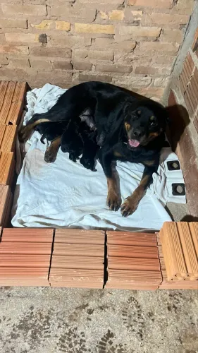 Filhotes de Rottwailiers pedigree CBKC