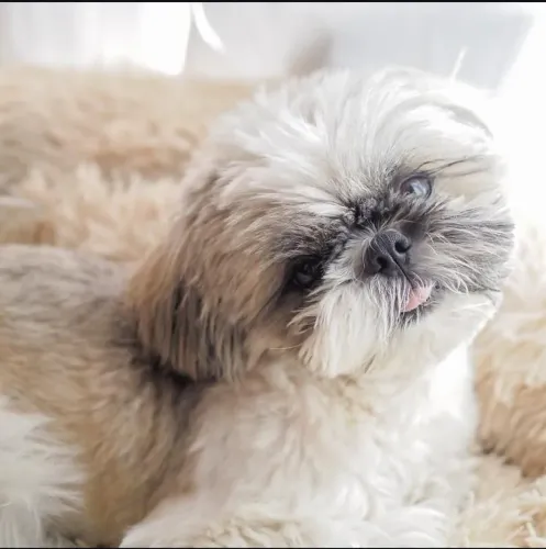 Filhote Shih Tzu, esses filhotes podem derreter corações!