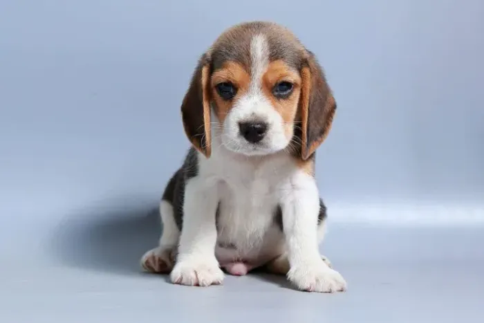 Beagle de ótimo padrão - confira 