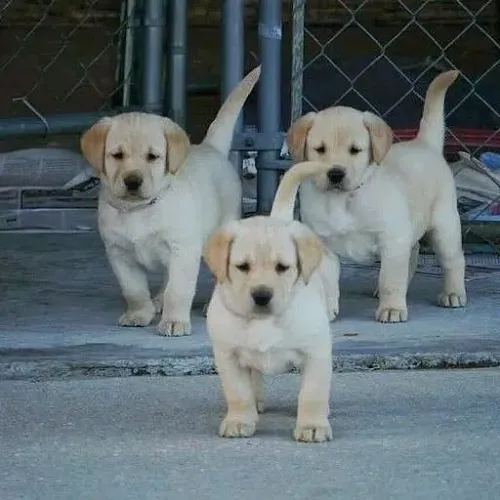 Lindos filhotes de Labrador vc sente o amor do latimo no portão