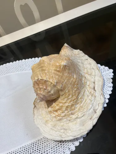 Conchas Marinha Gigante Orelha Elefante Branco