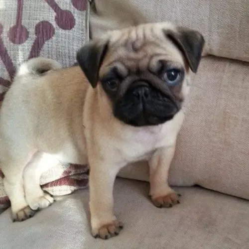 Filhotes de Pug | Saúde e carinho garantidos!