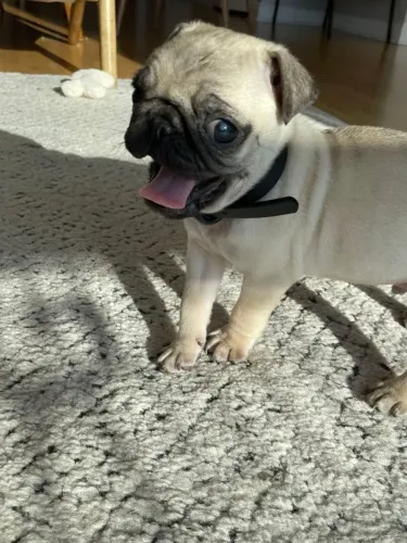 Filhotes de Pug | Um filhote pra mudar sua vida