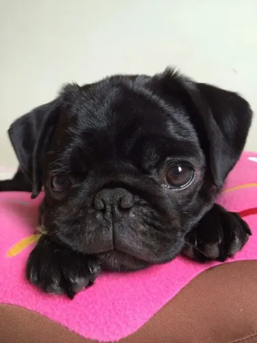 Filhote Pug no dengo 