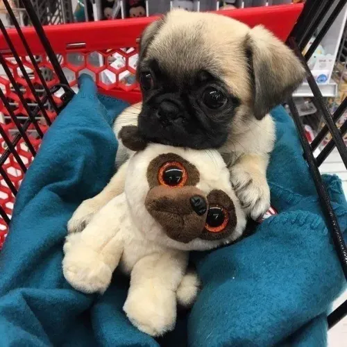 Pug filhote - Adorável e brincalhão com um ursinho para não se sentir só
