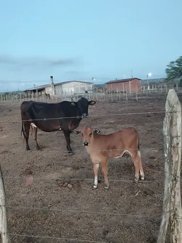 1 Vaca Girolanda Linhagem Leiteira e 1 bezerro Nelore/Girolanda 
