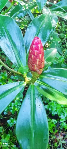 Plantas ornamentais e mudas de árvores frutíferas
