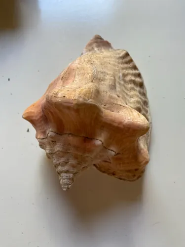 Concha do mar 