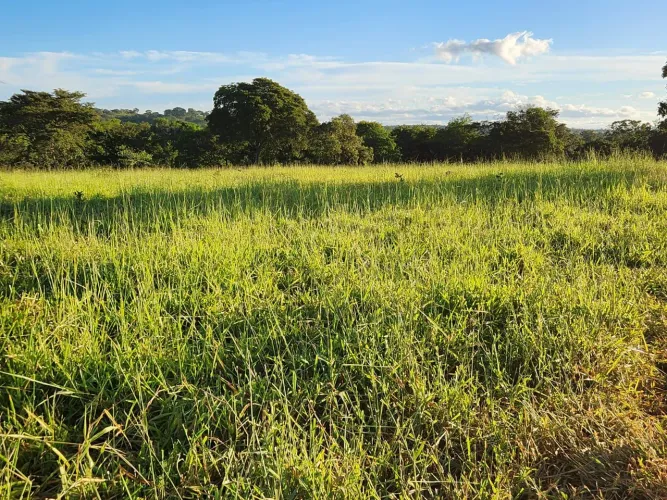 Procuro fazenda na Região de Bocaiúva _mg...