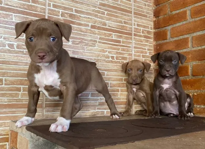 American Pitbull Terrier - Lindos bebezinhos vacinados, com pedigree 50 dias