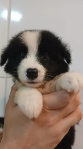 Border Collie Pronta Entrega 