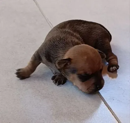 Pinscher fêmeas lindas