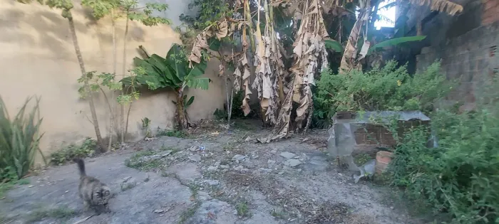 PRECISO DE PROFISSIONAL DE LIMPEZA DE TERRENO QUE TENHA CAÇAMBA 