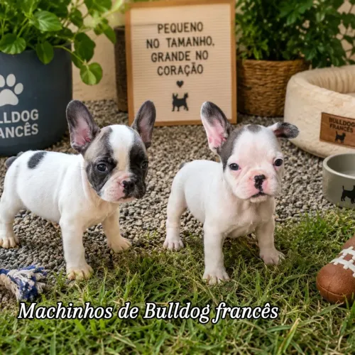 Bulldog francês últimos 3 machinhos disponíveis 