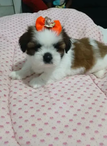 Shihzu mini fêmea e machinho já tá adestrados fazer nessesidade no tapete higiênico