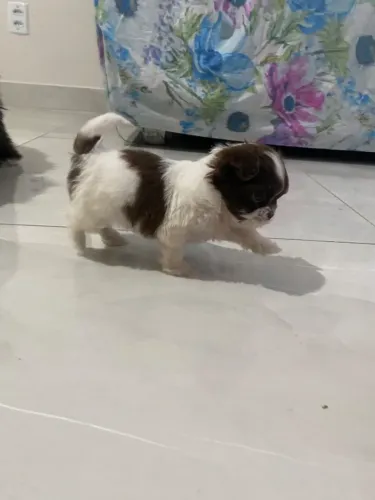 Cachorro
