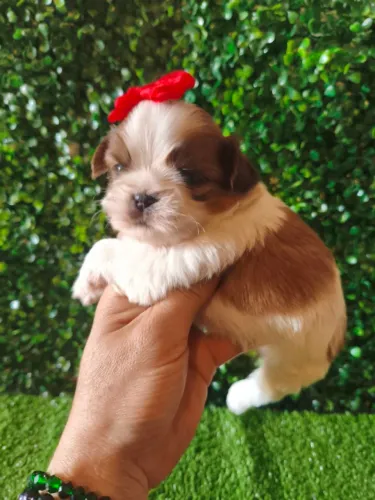Shih Tzu fêmea micro