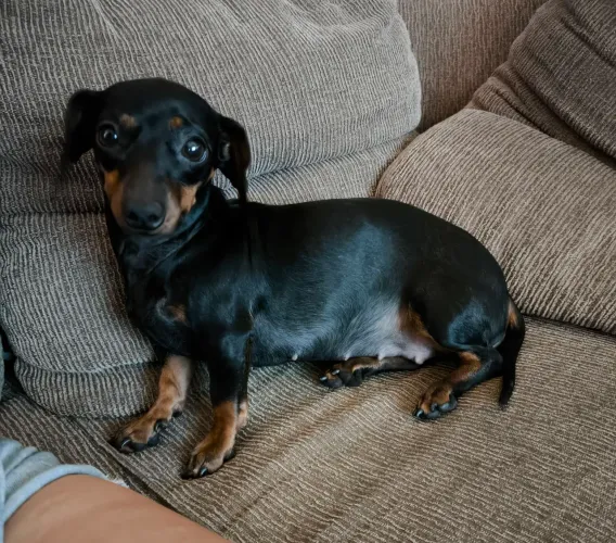 Dachshund kanishen fêmea