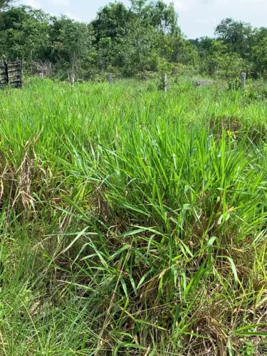 FAZENDA AMAPÁ - ARAGUAÍNA TOCANTINS