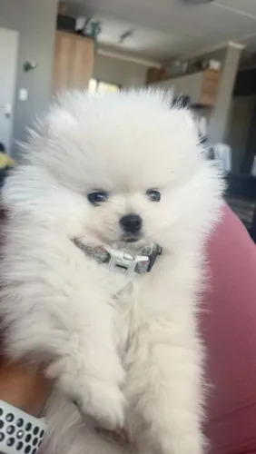 Lulu da Pomerânia