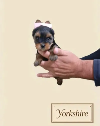 Filhote de Yorkshire Mini