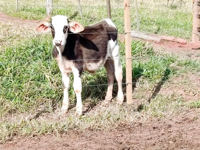 Mini boi