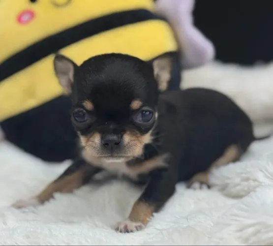 Chihuahua:Entregamos no mesmo dia 