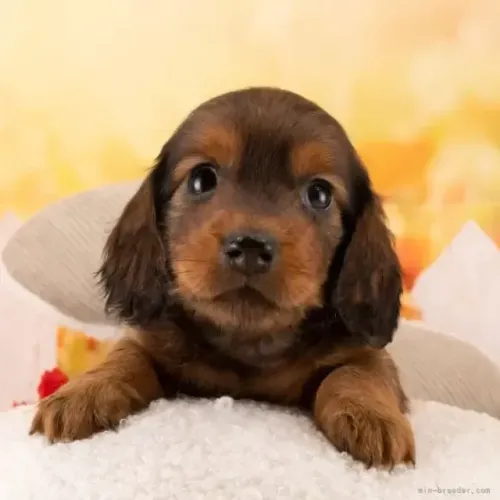 Filhote de cachorro dachshund/teckel/basset/salsicha/cofap vacinado