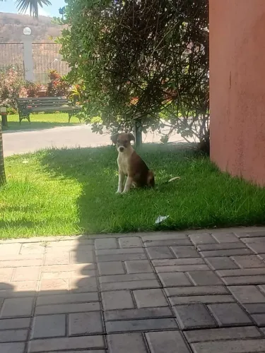Cachorro para adoção