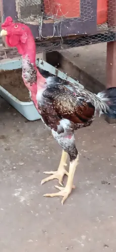 GALO INDIO GIGANTE