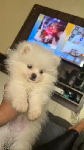 Lulu pomerania macho