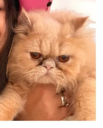 Gato persa